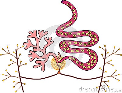 Structure of female reproductive system of Sheep liver fluke Fasciola hepatica Vector Illustration
